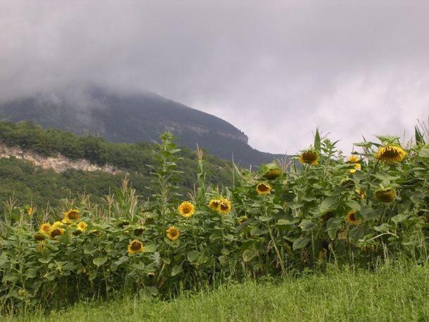 Agritur Le Pergole Hotel Villa Lagarina Eksteriør billede